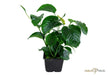 Anubias barteri var. caladiifolia XL aqua-teck