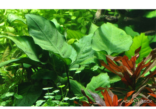Anubias barteri var. caladiifolia XL aqua-teck