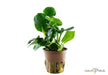 anubias barteri 'Coin Leaf'