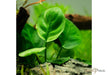 anubias barteri 'Coin Leaf'