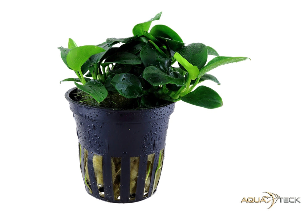 Anubias barteri 'Petite'