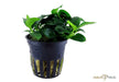 Anubias barteri 'Petite'