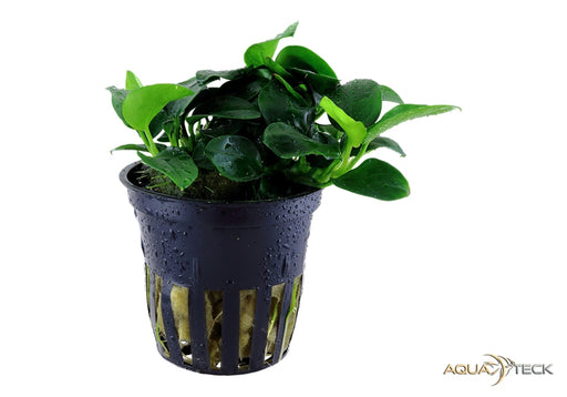 Anubias barteri 'Petite'