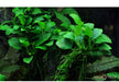 Anubias barteri 'Petite'