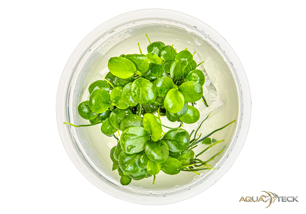 Anubias barteri 'mini coin' (InVitro)