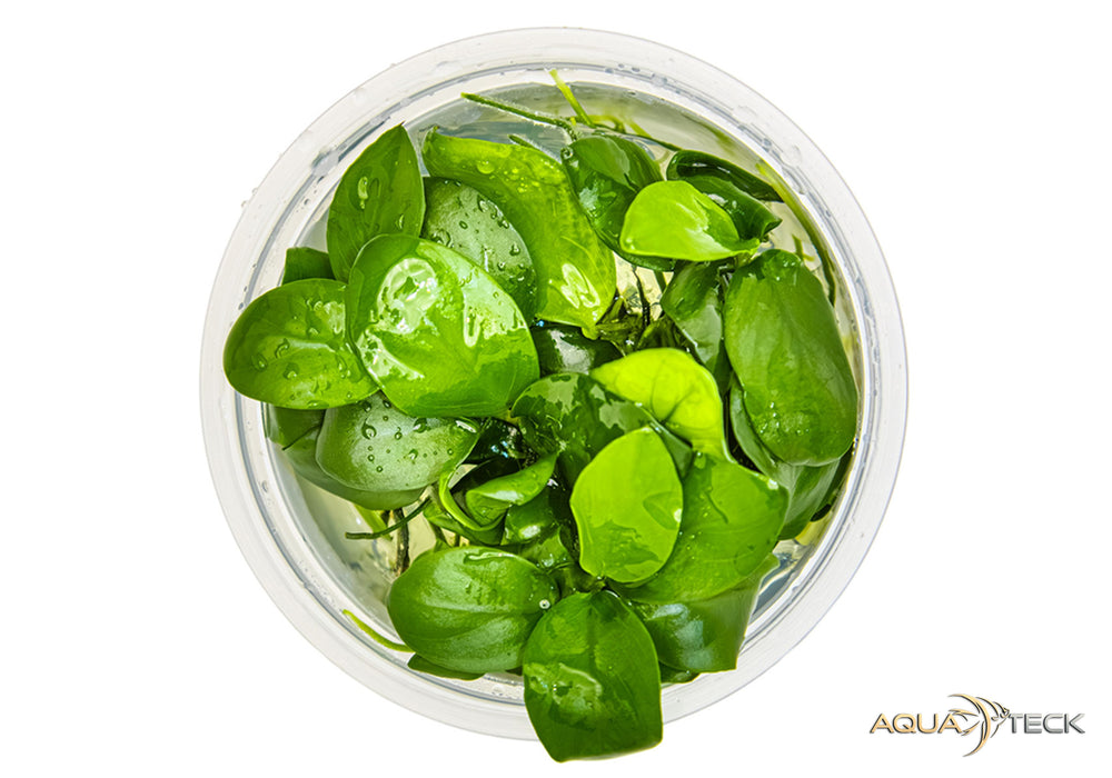 Anubias barteri nana (InVitro)