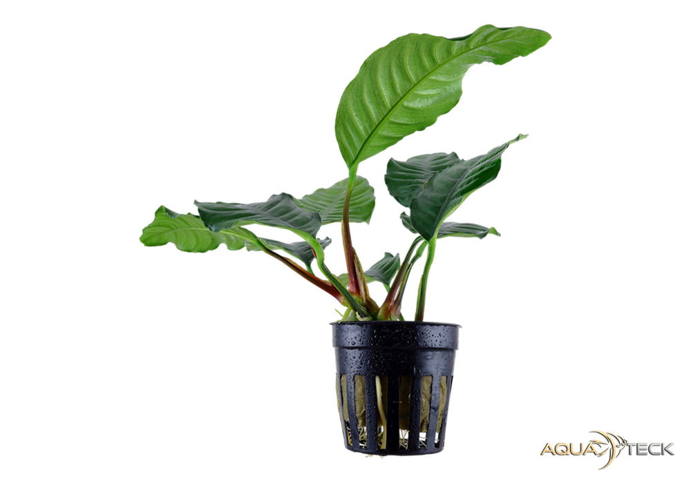 Anubias barteri var. coffeifolia aqua-teck