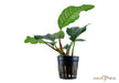 Anubias barteri var. coffeifolia aqua-teck