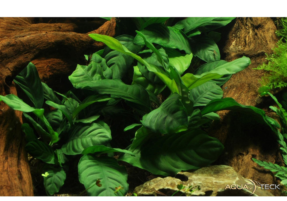 Anubias barteri var. coffeifolia aqua-teck