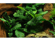 Anubias barteri var. coffeifolia aqua-teck