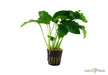 Anubias barteri var. barteri