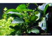 Anubias barteri var. barteri