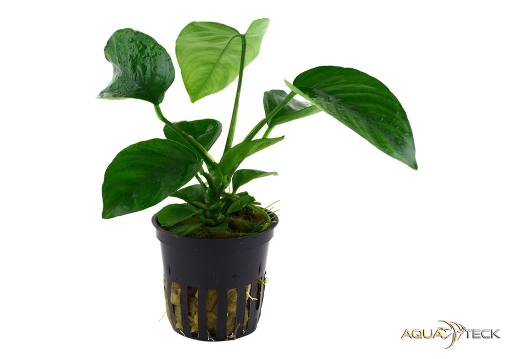Anubias barteri var. caladiifolia aqua-teck