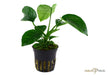 Anubias barteri var. caladiifolia aqua-teck