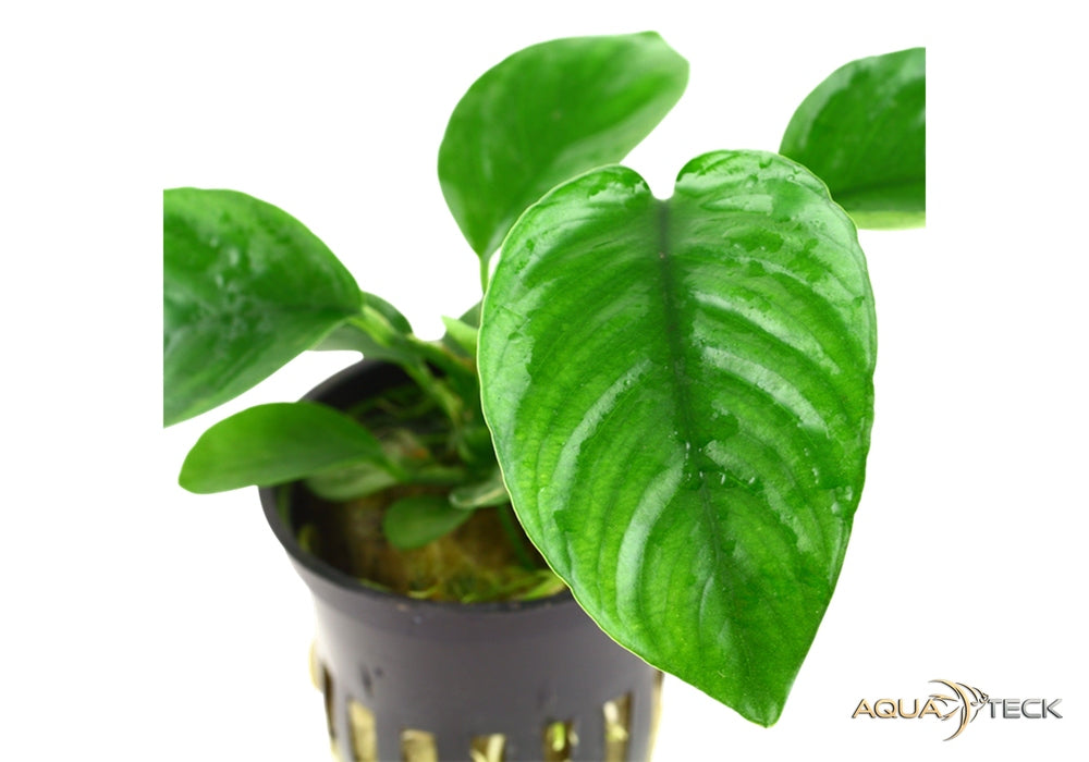 Anubias barteri var. caladiifolia aqua-teck