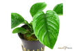 Anubias barteri var. caladiifolia aqua-teck