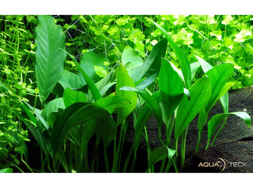Anubias barteri var. glabra aqua-teck