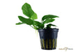 Anubias barteri var. nana aqua-teck