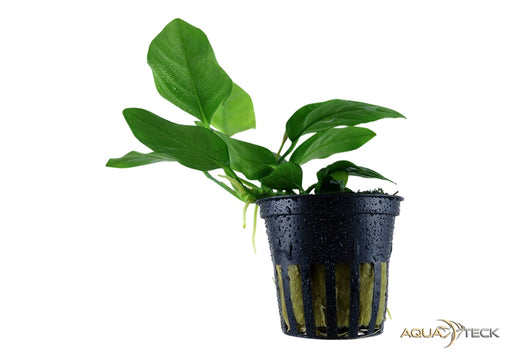 Anubias barteri var. nana aqua-teck