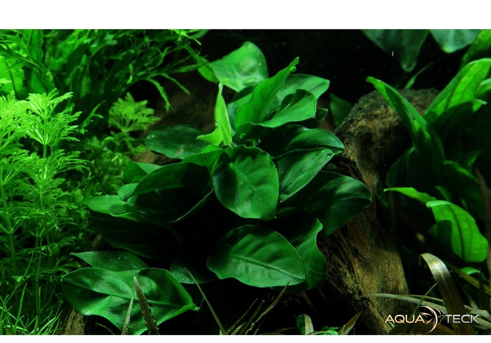Anubias barteri var. nana aqua-teck
