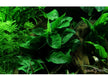 Anubias barteri var. nana aqua-teck