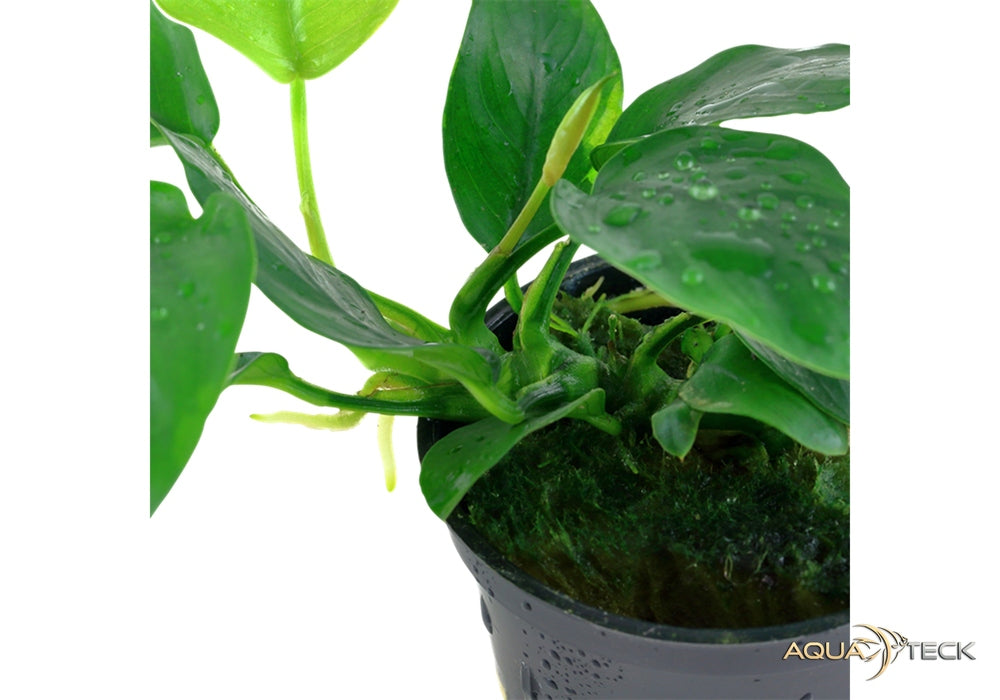 Anubias barteri var. nana aqua-teck
