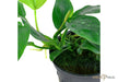 Anubias barteri var. nana aqua-teck