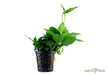 Anubias barteri var. nana 'Large'