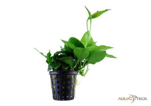Anubias barteri var. nana 'Large'