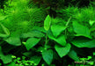 Anubias barteri var. nana 'Large'