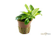 Anubias barteri var. nana 'Pinto'