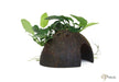 Anubias barteri var. nana auf Kokosnussschale