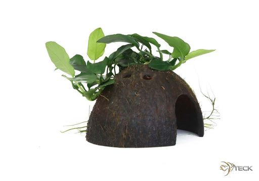 Anubias barteri var. nana auf Kokosnussschale