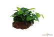 Anubias barteri var. nana auf Lavastein aqua-teck