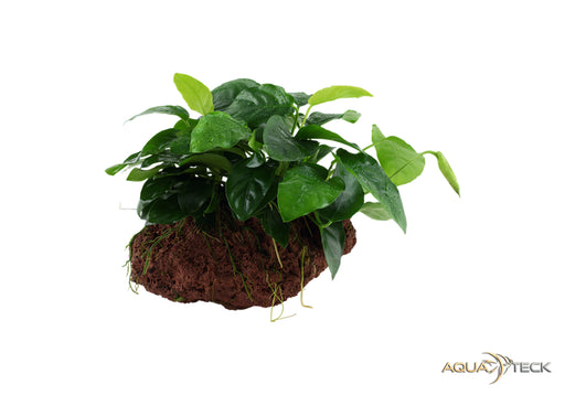 Anubias barteri var. nana auf Lavastein aqua-teck