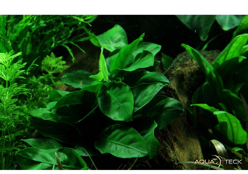 Anubias barteri var. nana auf Lavastein aqua-teck