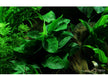Anubias barteri var. nana auf Lavastein aqua-teck