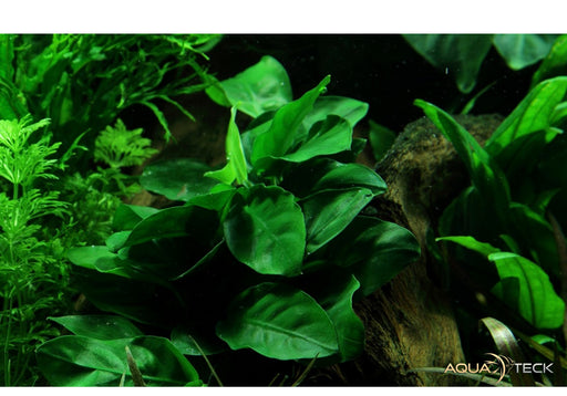 Anubias barteri var. nana auf Lavastein aqua-teck