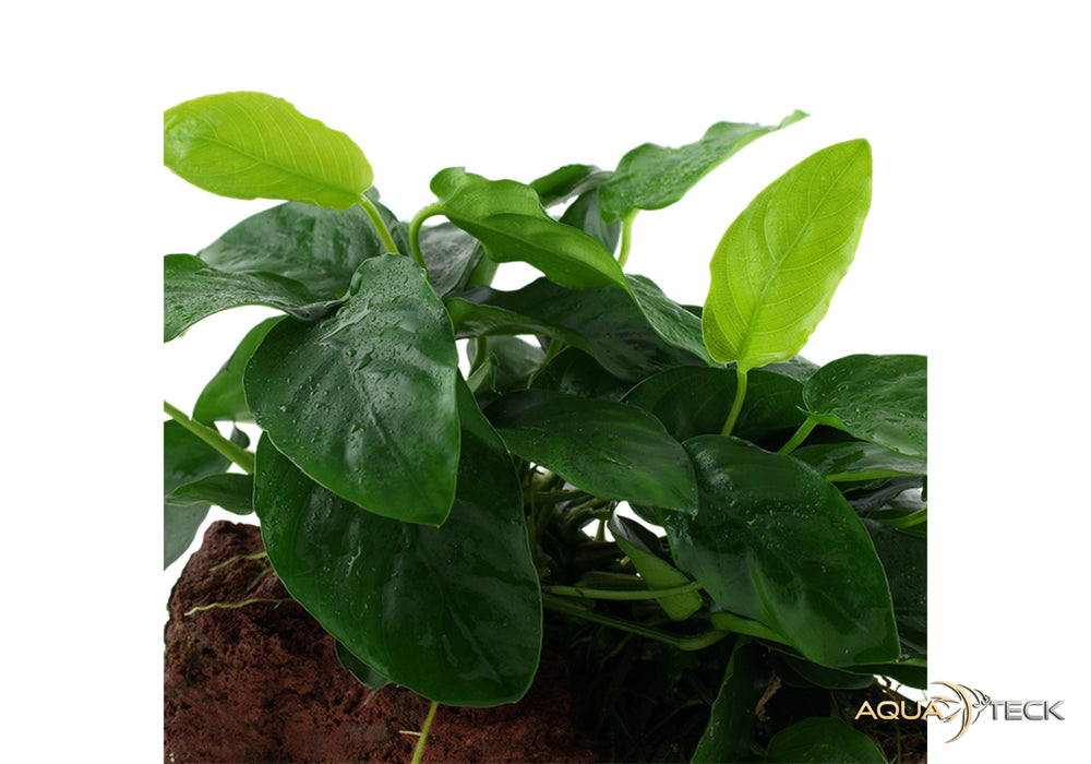 Anubias barteri var. nana auf Lavastein aqua-teck
