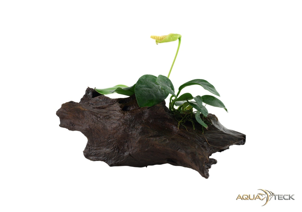 Anubias barteri var. nana auf Wurzel aqua-teck