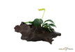 Anubias barteri var. nana auf Wurzel aqua-teck