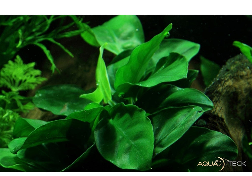 Anubias barteri var. nana auf Wurzel aqua-teck