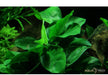 Anubias barteri var. nana auf Wurzel aqua-teck