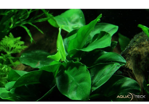 Anubias barteri var. nana auf Wurzel aqua-teck