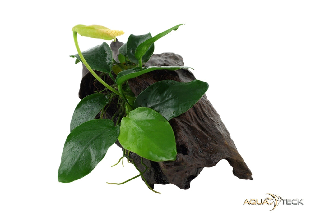Anubias barteri var. nana auf Wurzel aqua-teck