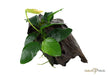 Anubias barteri var. nana auf Wurzel aqua-teck