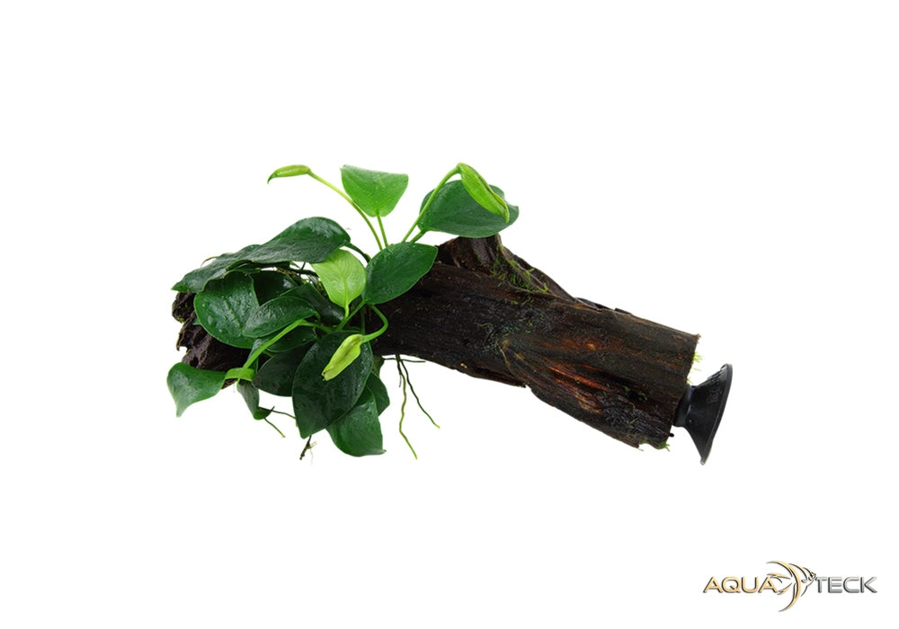 Anubias barteri var. nana auf Wurzel mit Saugnapf aqua-teck