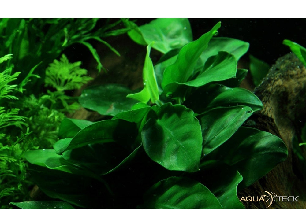 Anubias barteri var. nana auf Wurzel mit Saugnapf aqua-teck