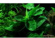 Anubias barteri var. nana auf Wurzel mit Saugnapf aqua-teck