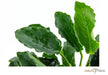 Anubias Barteri var. nana 'Kirin'